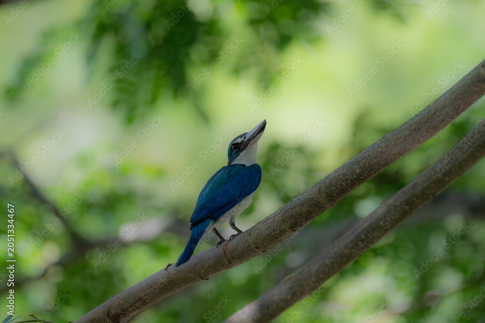 Obraz premium a collared kingfisher perched on a tree branch on a hot afternoon in Langkawi, Malaysia