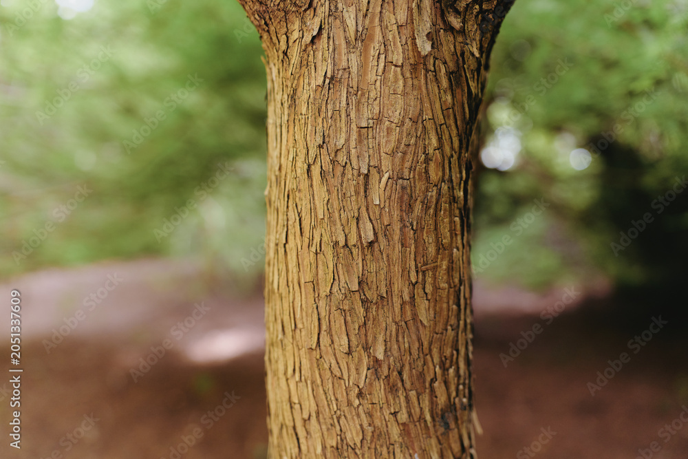 Fototapeta premium Tree bark trunk forest nature texture closeup wood in macro detail showing rough grooves and organic pattern, vertical composition with soft green blurred background for botanical study.