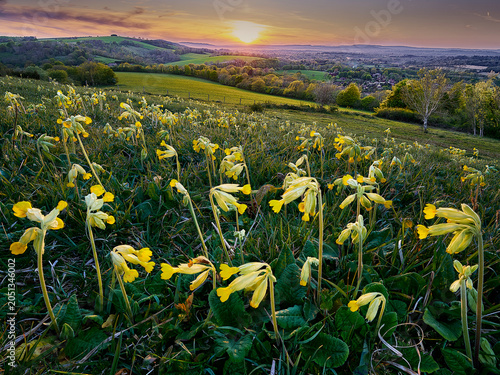 A mass of Cowslips in full flower on the South Downs National Park, evening light