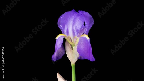 Iris Blossoms. Blooming Blue Iris Flower on Black Background. Time Lapse. 4K.