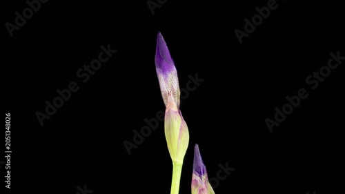 Iris Blossoms. Blooming Violet Iris Flower on Black Background. Time Lapse. 4K.