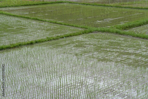 曇りの日の田舎の水田