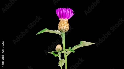 Beautiful Time Lapse of Blossoms Purple Flower of Persian Cornflower. Centaurea Dealbata. Black Background. 4K.