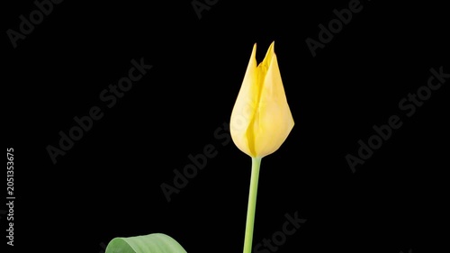 Tulips Blossoms. Beautiful Timelapse of Yellow Tulip Flower Blooming on Black Background. 4K.
