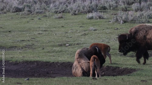 Bison Cows  and Calf in Yellowstone National Park Wyoming in Springtime