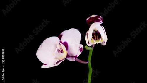 Blooming White - Magenta Orchid Phalaenopsis Flower on Black Background. Time Lapse. 4K.