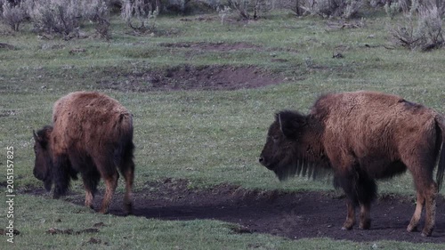 Bison Cows  and Calf in Yellowstone National Park Wyoming in Springtime