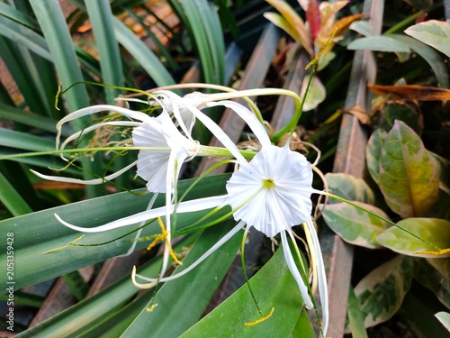 Photos Delicate white spider lily flowers with long, slender petals bloom beautifully amidst green, blade-like garden foliage