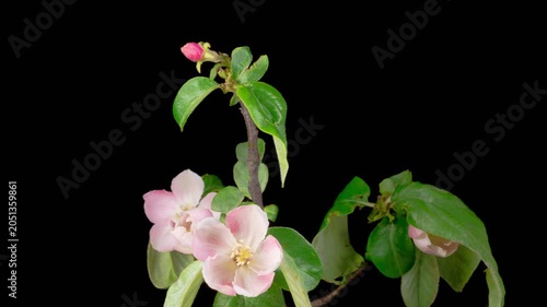 Quince Tree Blossom. Time Lapse of Blooming Beautiful Pink Quince Tree Flowers on Black Background. 4K.