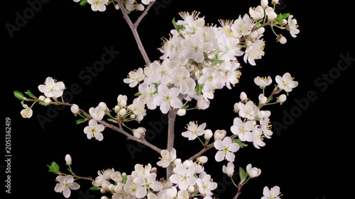 Cherry Blossom. White Flowers Blossoms on the Branches Cherry Tree. Dark Background. Time Lapse. 4K.