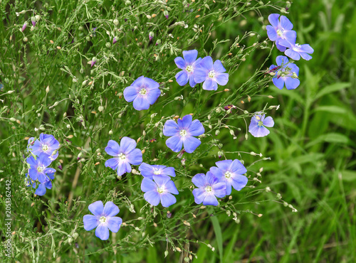 Blue Flax Flowers Blooming in a Meadow