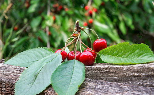 Fresh Red Cherries on Branch with Green Leaves