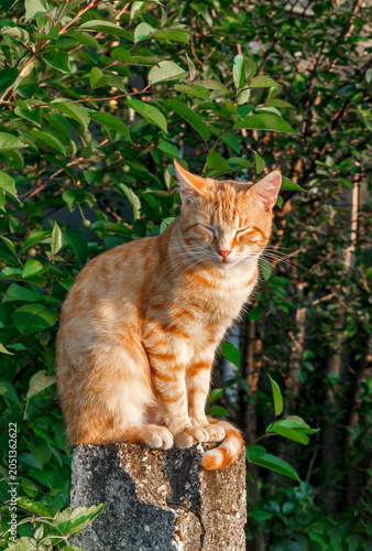 Ginger Cat Sitting on Stone Post in Garden