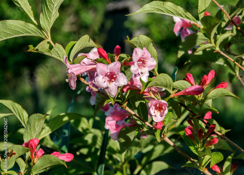 Pink Weigela Flowers in Bloom on Green Shrub in Spring Garden