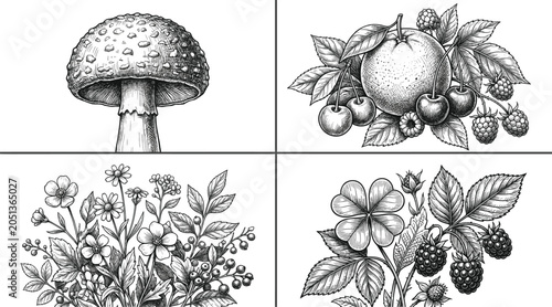 Schilderij op canvas Vintage botanical vector illustration set featuring fly agaric mushroom orange c