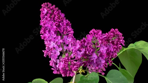 Lilac Blossoms. Beautiful Time Lapse of Opening Violet Flower of Lilac on a Black Background. Time Lapse. 4K.
