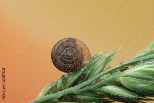 Trochulus hispidus insect on a leaf with lice