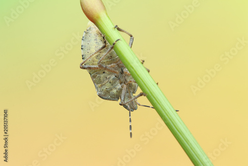 Dolycoris baccarum insect on a stick