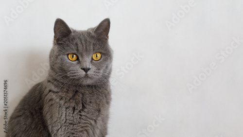 Curious British Shorthair cat with big golden eyes sitting on white background