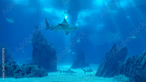 Sharks and Marine Life Swimming in Large Aquarium Tank