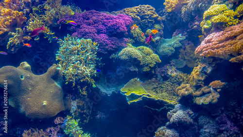 Vibrant Coral Reef Ecosystem with Colorful Tropical Fish