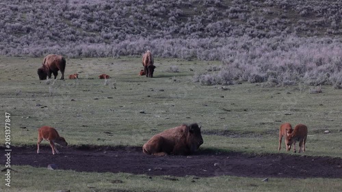 Bison Cows  and Calf in Yellowstone National Park Wyoming in Springtime