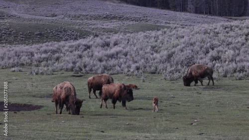 Bison Cows  and Calf in Yellowstone National Park Wyoming in Springtime