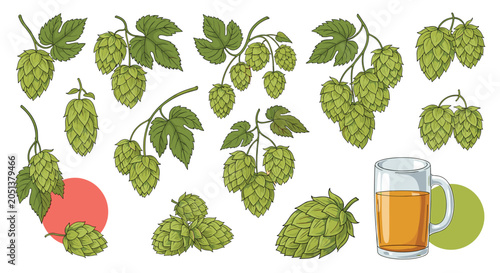 Hand drawn illustrations of green hop cones and leaves along with a glass mug filled with beer on a clean white background with graphic accents.