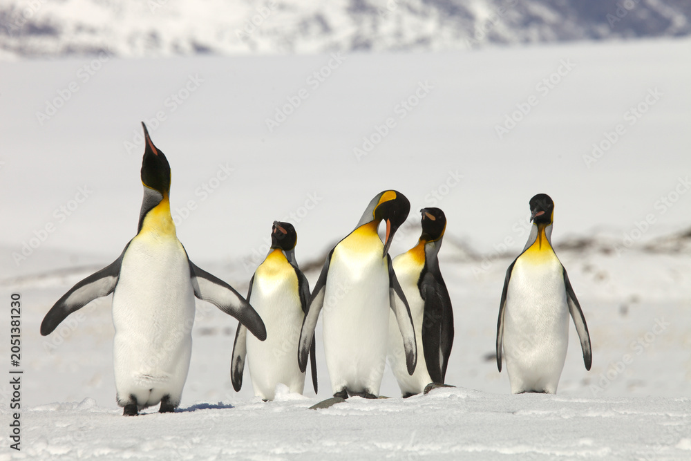 Obraz premium King penguins on South Georgia Island
