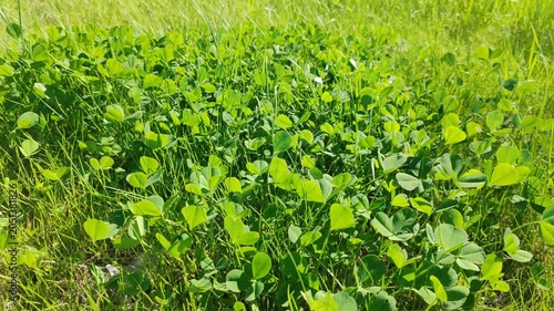 Close-up of vibrant green grass with clover leaves on a sunny lawn, fresh spring or summer vegetation in park meadow, peaceful natural outdoor scene with trees in background.