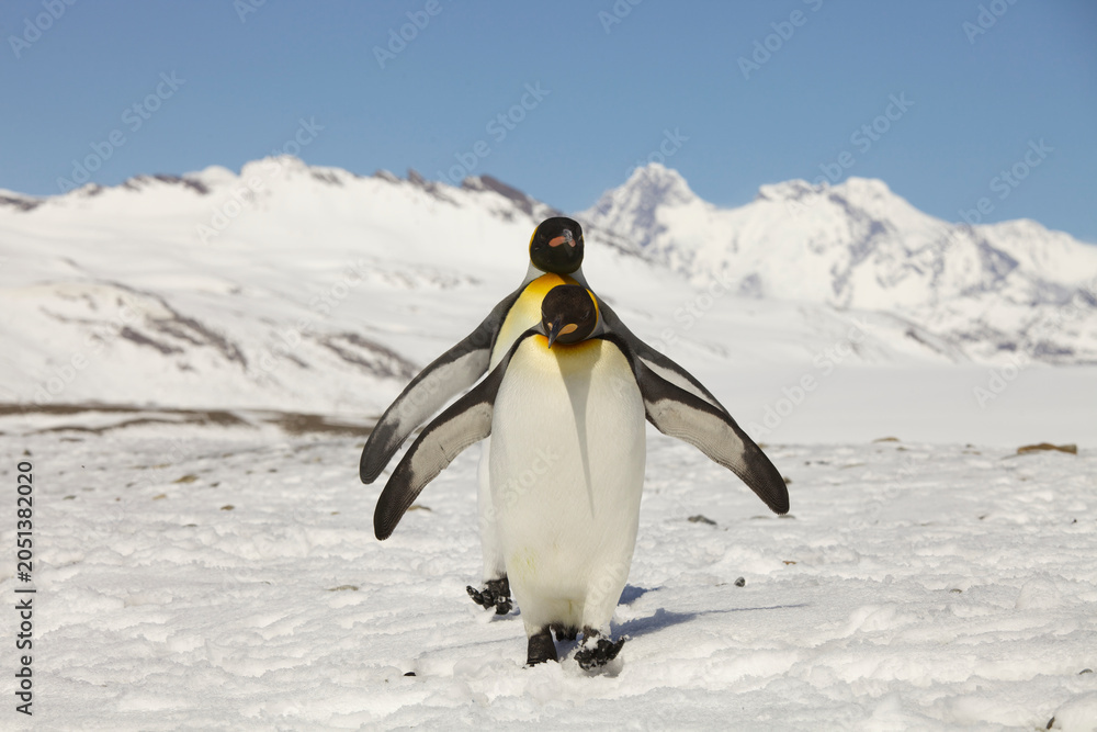 Obraz premium King penguins on South Georgia Island