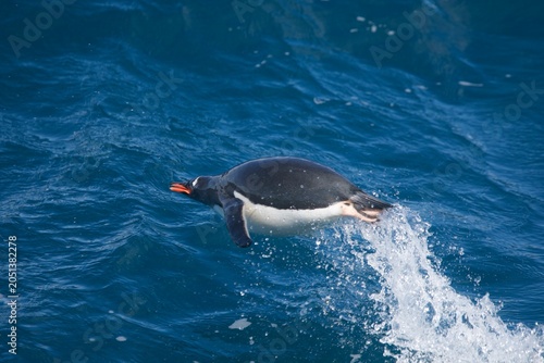 Tableau sur toile Gentoo penguin rockets out of the water near South 
Georgia Island