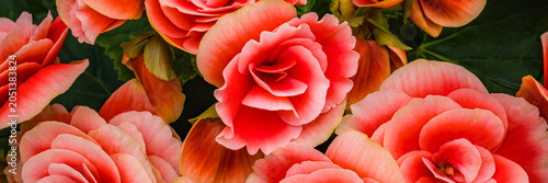 Schilderij op canvas Roses bloom in a garden during the spring season showing vibrant colors and fres