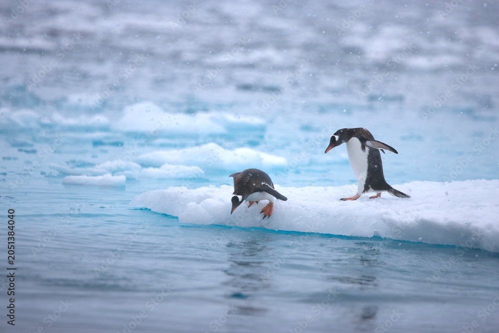 Fototapeta premium Two gentoo penguins diving from an ice floe near Antarctica