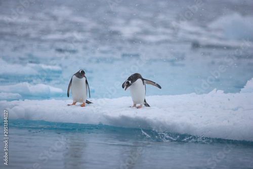 Valokuva Two gentoo penguins diving from an ice floe near Antarctica