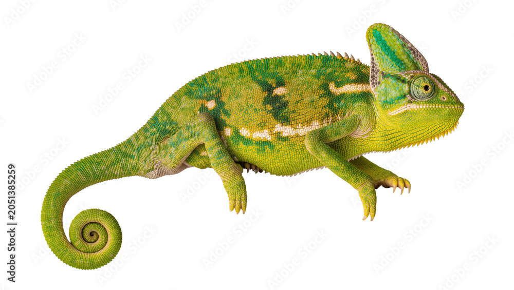 Fototapeta premium Green veiled chameleon with coiled tail, isolated on transparent background