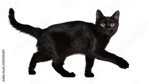 Photography Black cat with yellow eyes walking, isolated on transparent background
