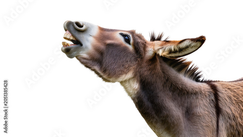 Tableau sur toile Close-up of a donkey braying with mouth open, isolated on transparent background