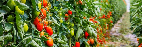 Canvas Print Tomato plants grow in a farm with ripe and unripe tomatoes in rows under sunligh