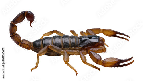 Foto Brown and black scorpion with segmented tail and pincers, isolated on transparen