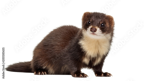 Foto Small brown ferret with cream chest, isolated on transparent background