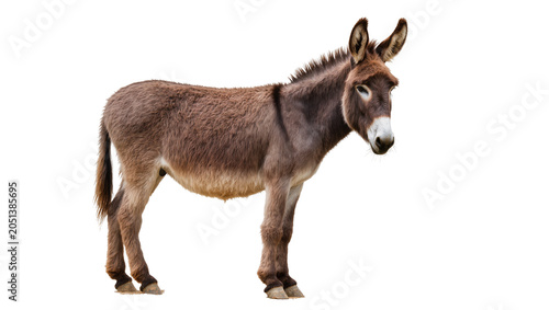 Foto Brown donkey with long ears standing, isolated on transparent background