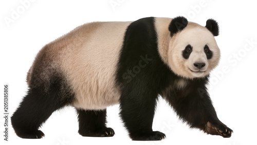 Fotografía Giant panda bear walking, isolated on transparent background