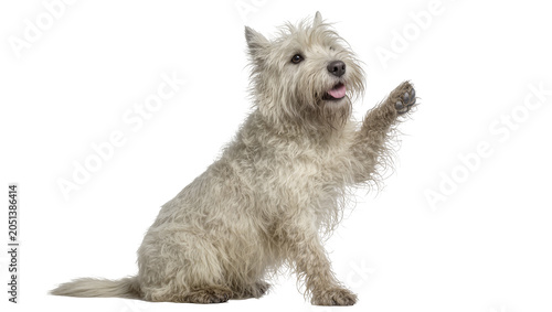 Tablou pe pânză Fluffy white terrier dog sitting and raising its paw, isolated on transparent ba