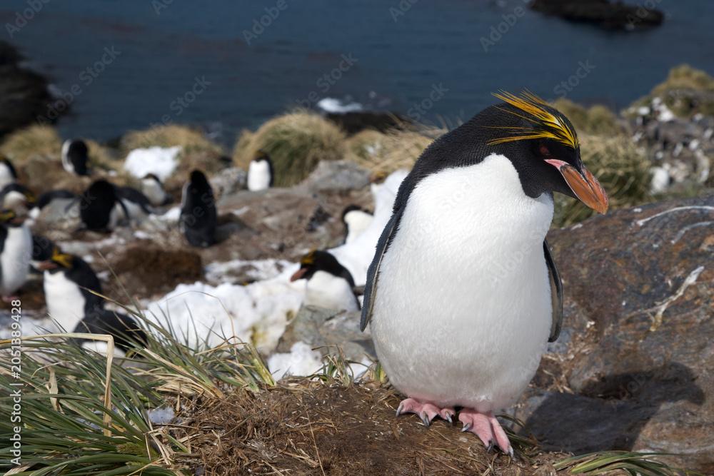 Fototapeta premium Macaroni penguin on South Georgia Island