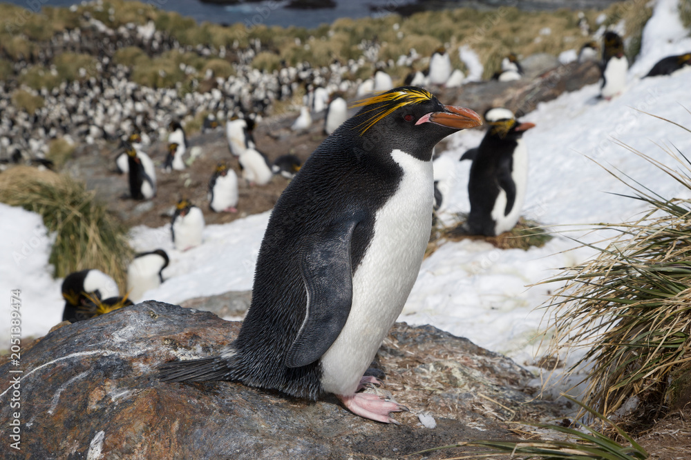 Obraz premium Macaroni penguin on South Georgia Island
