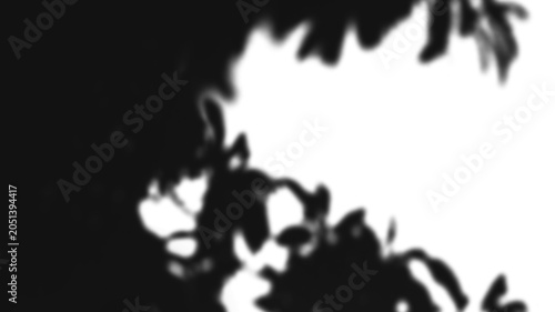 Fotografie Shadows of leaves on a stark white background.