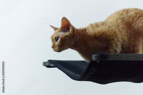 Εκτύπωση καμβά Devon Rex Kater auf seinem Kratzbaum
