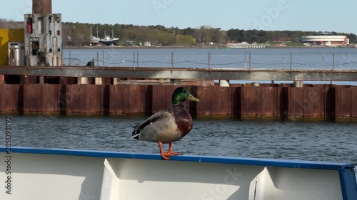 Mallard duck on boat railing in Klaipeda harbor