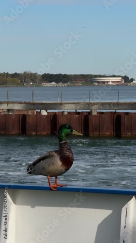 Mallard duck on ferry railing by harbor water